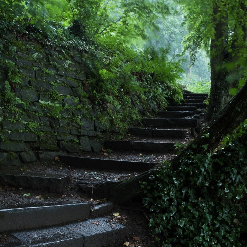 Bild einer Treppe im Wald